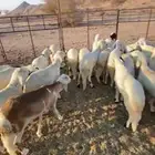 سواكن بيض