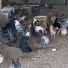 دجاج بلدي الخرج