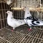 للبيع حمام