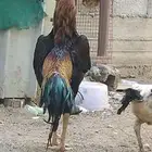 ديك شامو يباني
