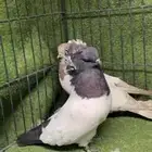 جوز ارباش اروبي
