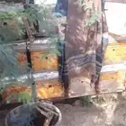 خلايا لي البيع