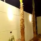 زرعه نخيل واشنطني واشجار