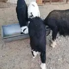 طليان نجد كفو