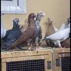 طيور كش شاميه