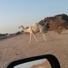 للبيع بعير أوضح رباع رماني