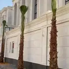 نخل زينه واشنطوني للبيع