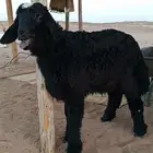 خروف نجدي حجري