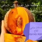 . شتلات mamey apple مطعمة