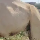 ابل البيع الحد 22 الف