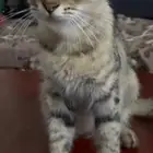 قطط شيرازي