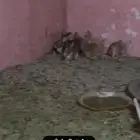 أرنب العدد12