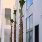 نخل واشنطني للبيع