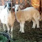نعجه بولدها طلي النعجه تضلع من يدها