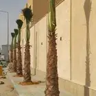 نخل واشنطني للييع