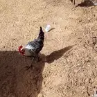 ديوك فيومي ممتازه العمر 6 شهور العلف أراسكوا شحم ولحم