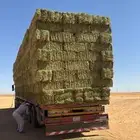 السلام عليكم ورحمة الله وبركاته برسيم صافي للبيع ويوجد أيضا