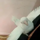 انثى روز جاهزه بقفصها
