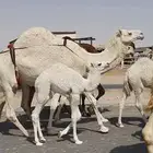 خلفه وضحه مثالث