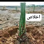 نخيل مثمر للبيع