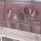 رماح