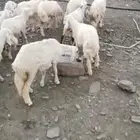 خرفان ورخال للبيع