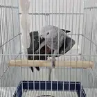 كاسكو ببغاء النوع أنثى والعمر فوق 5سنوات والصحه ممتازه
