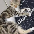 للبيع قط عتابي