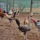 ديوك للبيع