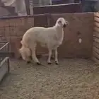 فحل اصفر