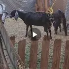 معزا حليب ودفيع