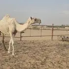 عشرا تحتها قعود عفرا