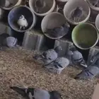 ازواج حمام زاجل منتج عشه