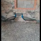 طاووس هندي