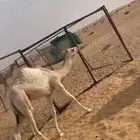بكره اصيل