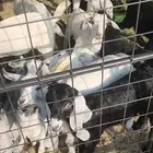 تيوس وجفار لبانيه