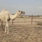 خلفه كفو