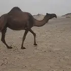 ناقة صفراء لقحه