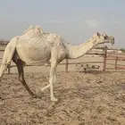 تياق كفو