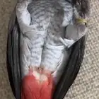 ببغاء كاسكو سوبر جامبو كبتن كلام