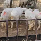 للبيع خرفان حريات