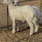 صنف حري مشروع فحل