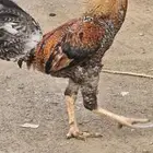 ديك