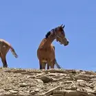 مهره شعبيه قطعة واهو