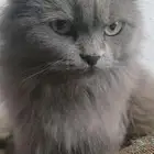 قطه كبيره لونها رمادي