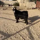 فحل معزا