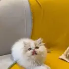 للبيع قط ذكر بيرشن بيور