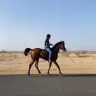 حصان شعبي للبيع