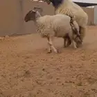 فحل نعيم فاخر