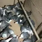 دجاج فيومي